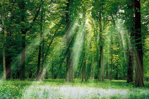 Cuc Phuong National Park - ảnh 4